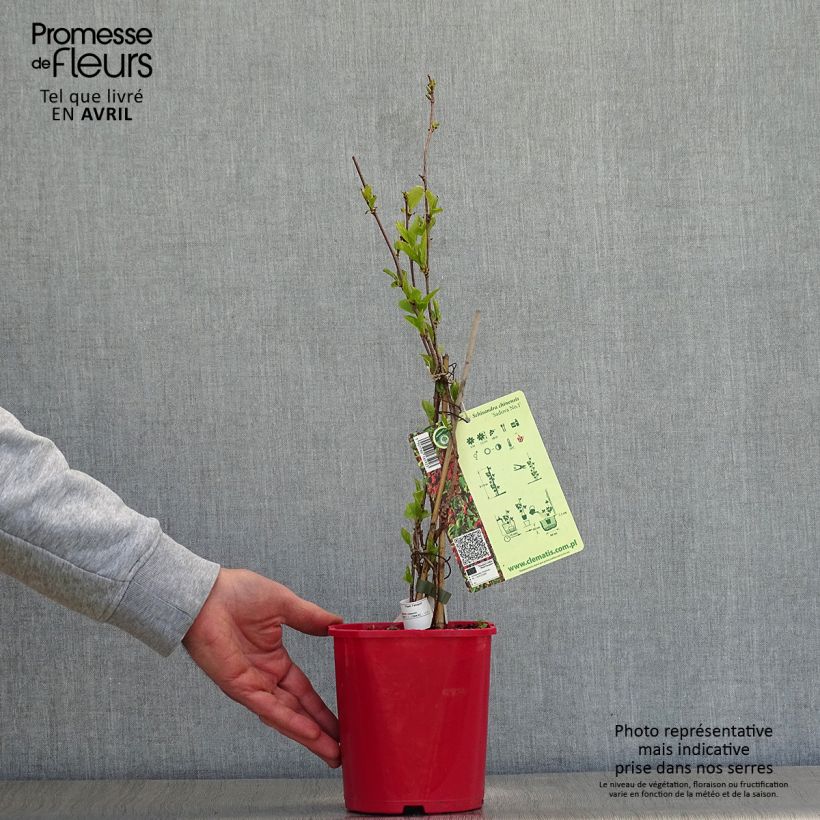 Spécimen de Schisandra chinensis Sadova N°1 - Baie aux 5 saveurs autofertile Pot de 2L/3L tel que livré au printemps