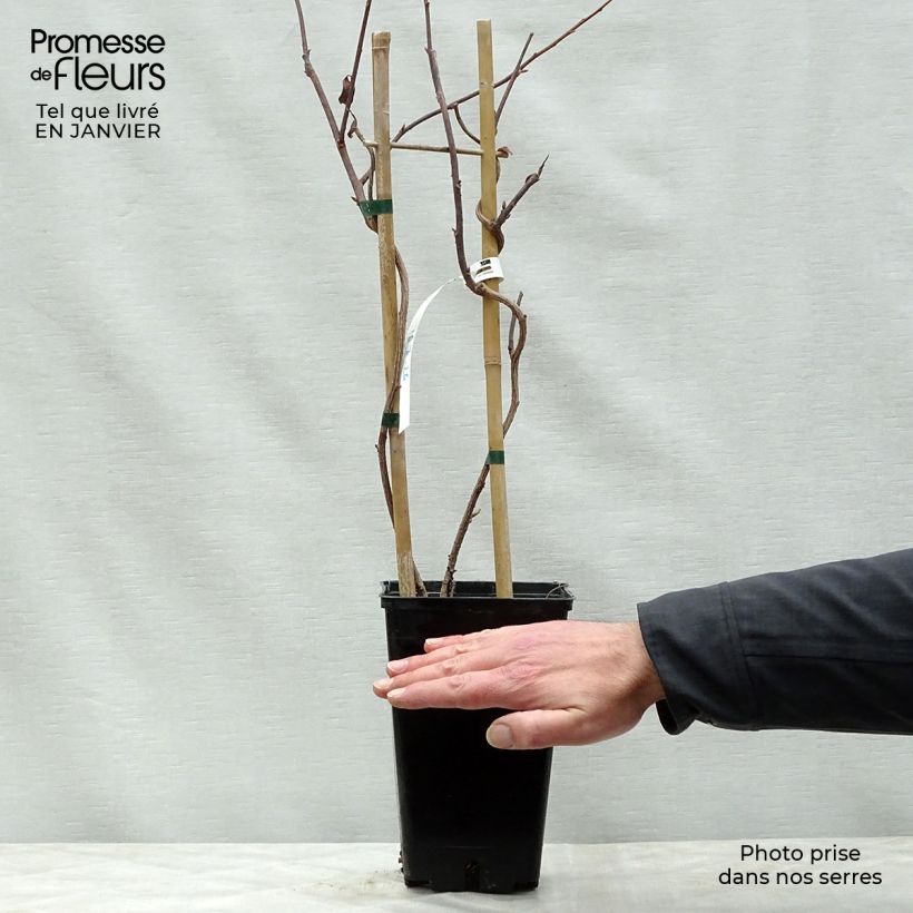 Spécimen de Schisandra grandiflora Pot de 1,5L/2L tel que livré en hiver