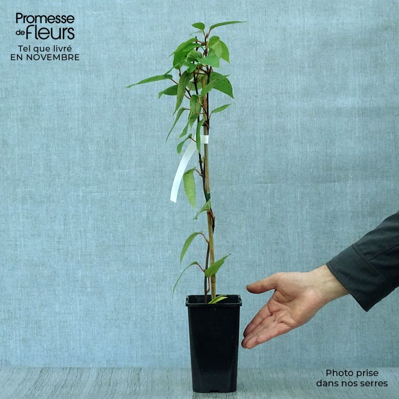 Spécimen de Schisandra grandiflora Pot de 1,5L/2L tel que livré en automne