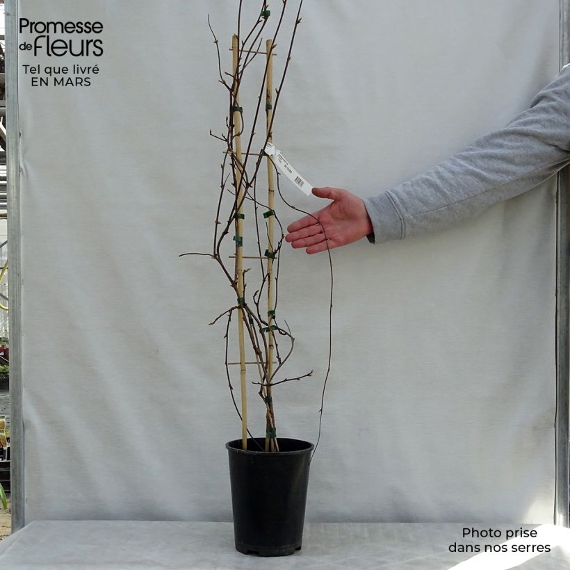 Spécimen de Schisandra rubriflora Pot de 4L/5L tel que livré au printemps