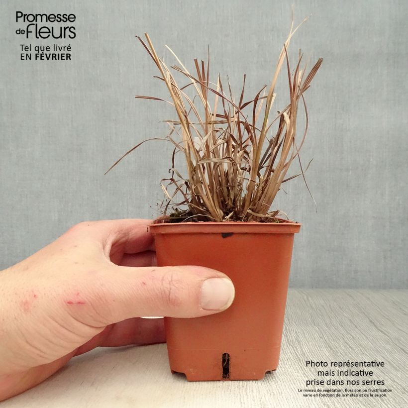 Spécimen de Schizachyrium scoparium Blue Heaven Godet de 8/9 cm tel que livré en hiver