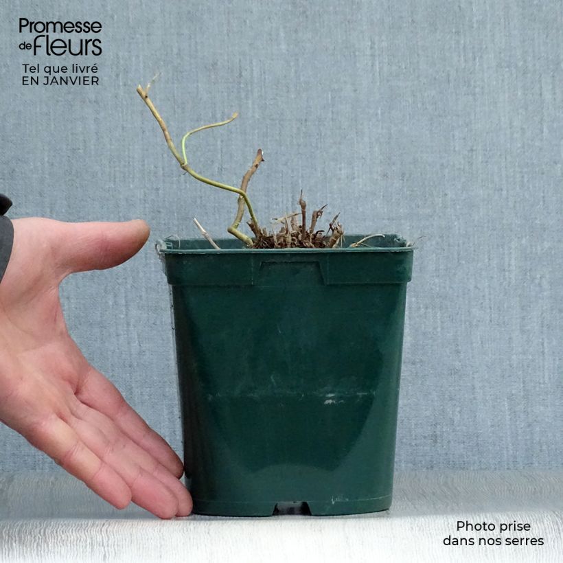 Spécimen de Schizachyrium scoparium Blue Heaven Pot de 2L/3L tel que livré en hiver