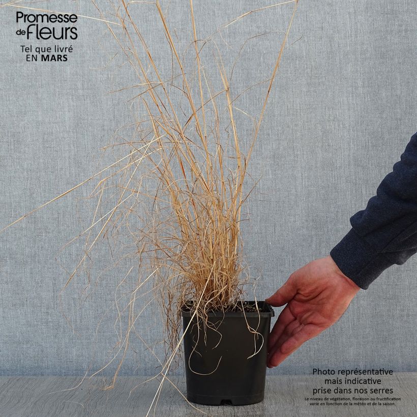 Spécimen de Schizachyrium scoparium Chameleon - Herbe à balais Pot de 2L/3L tel que livré en hiver