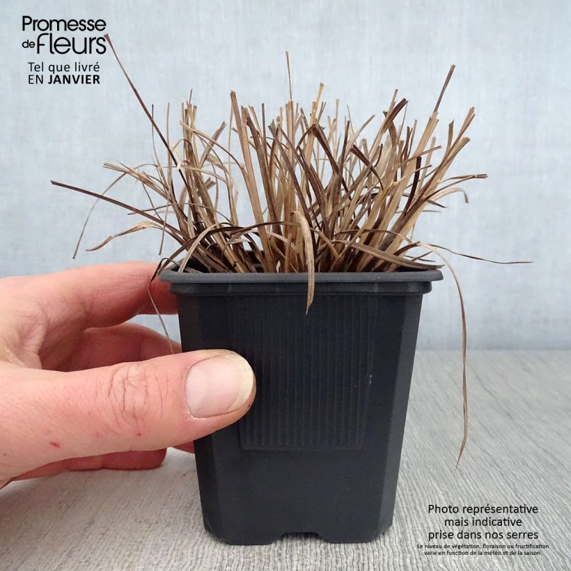 Spécimen de Schizachyrium scoparium Godet de 8/9 cm tel que livré en hiver