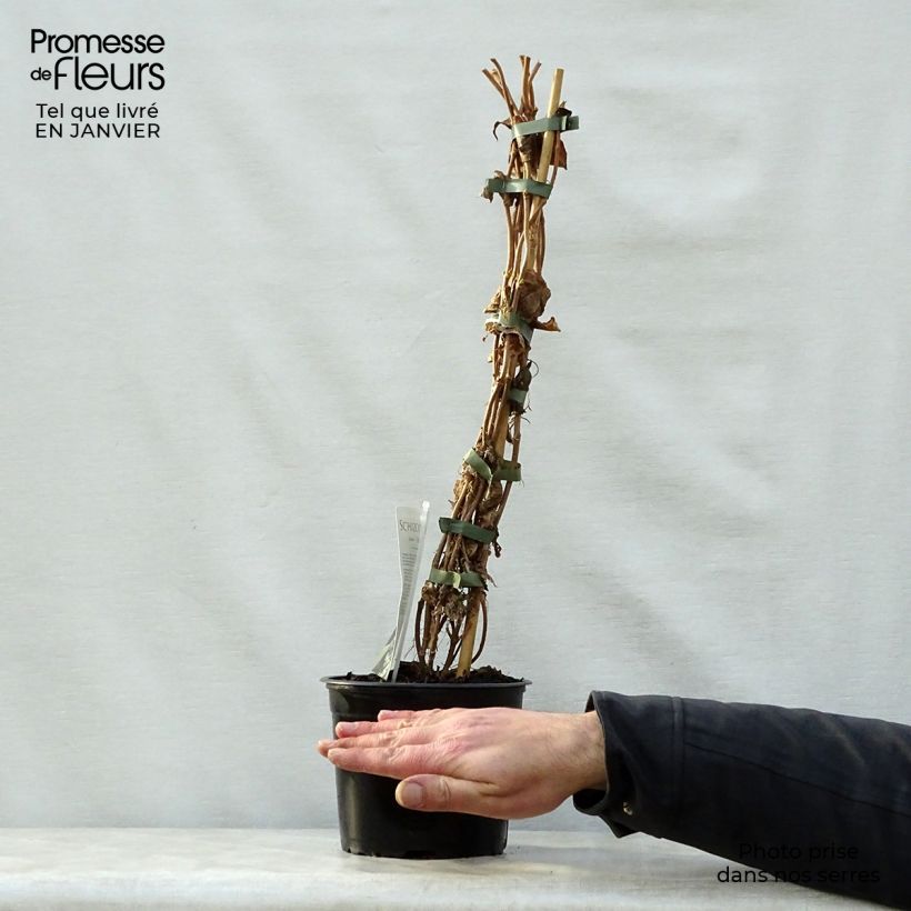 Spécimen de Schizophragma Angel Wings - Hortensia grimpant Pot de 2L/3L tel que livré en hiver