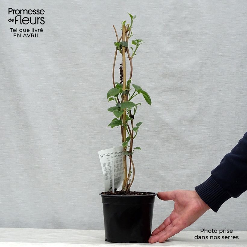 Spécimen de Schizophragma Angel Wings - Hortensia grimpant Pot de 2L/3L tel que livré au printemps
