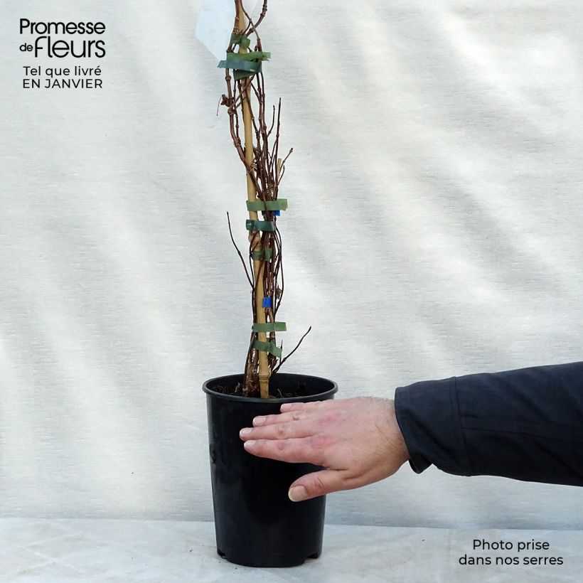 Spécimen de Schizophragma hydrangeoides Moonlight Pot de 2L/3L tel que livré en hiver