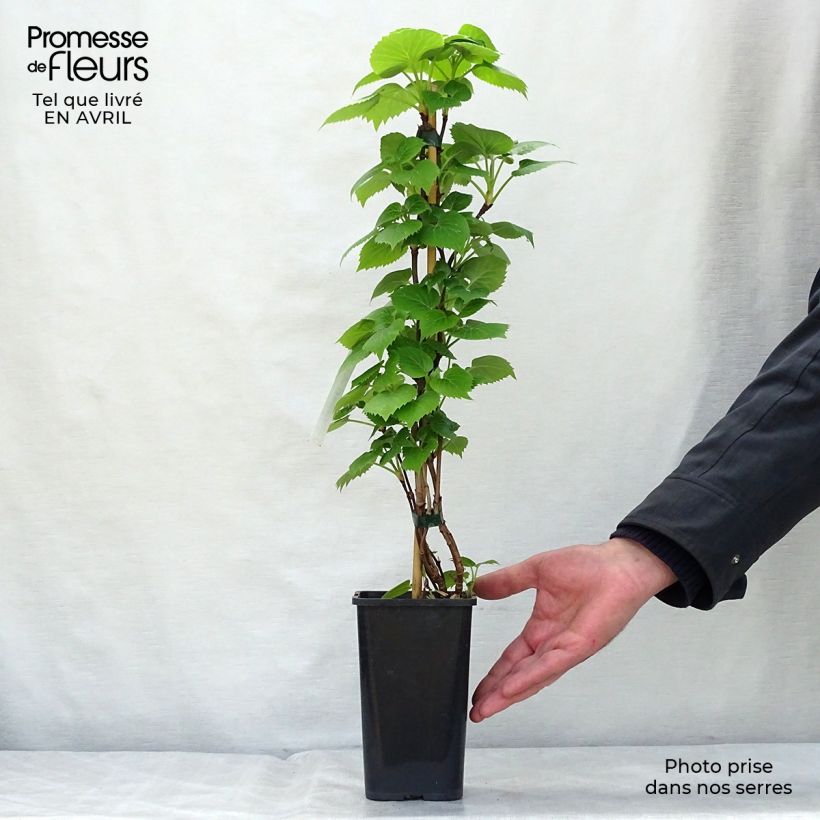 Spécimen de Schizophragma hydrangeoides Moonlight Pot de 2L/3L tel que livré au printemps