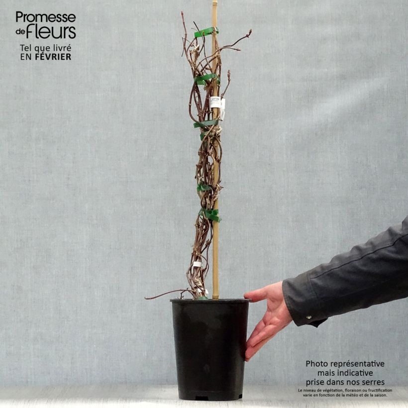 Spécimen de Schizophragma hydrangeoides Rose Sensation (Roseum) Pot de 2L/3L tel que livré en hiver