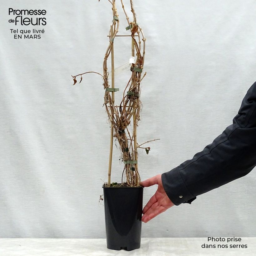 Spécimen de Schizophragma hydrangeoides Windmills Pot de 2L/3L tel que livré au printemps