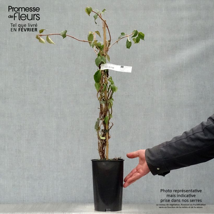 Spécimen de Schizophragma hydrangeoides Windmills Pot de 2L/3L tel que livré en hiver