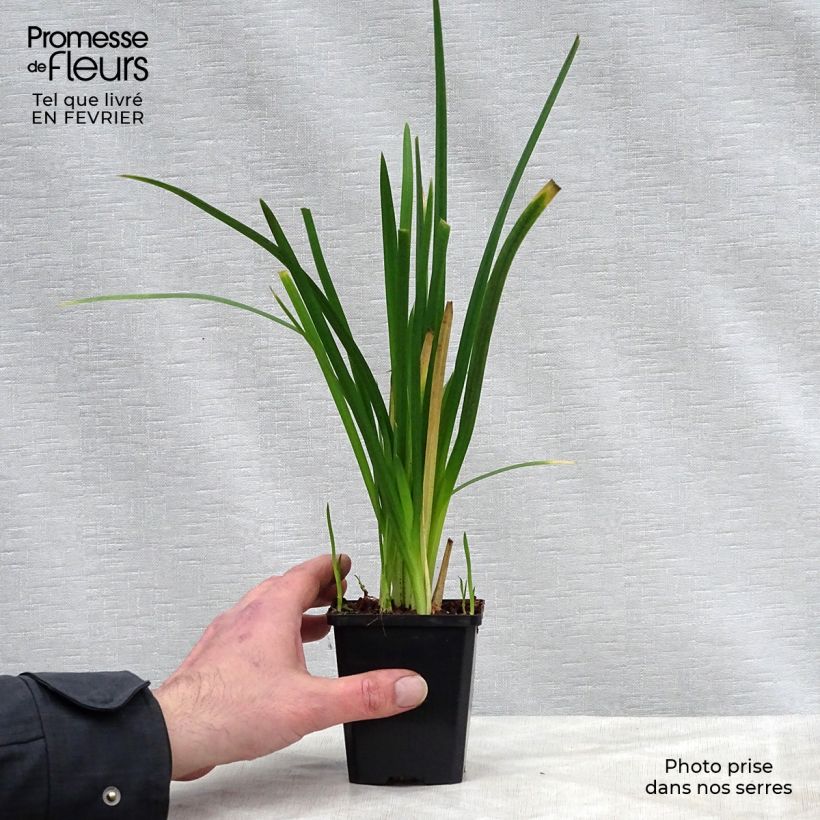 Spécimen de Schizostylis cocc.Mrs Hegarty - Lis des Cafres Godet de 8/9 cm tel que livré en hiver