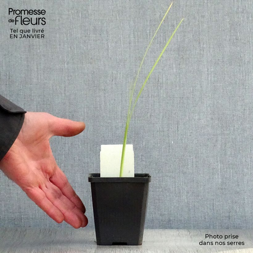 Spécimen de Schizostylis coccinea Alba, Lis des Cafres Godet de 7/8 cm tel que livré en hiver