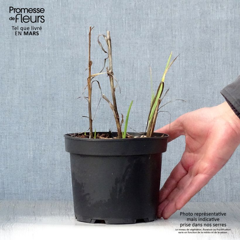 Spécimen de Schizostylis coccinea Alba, Lis des Cafres Pot de 2L/3L tel que livré au printemps