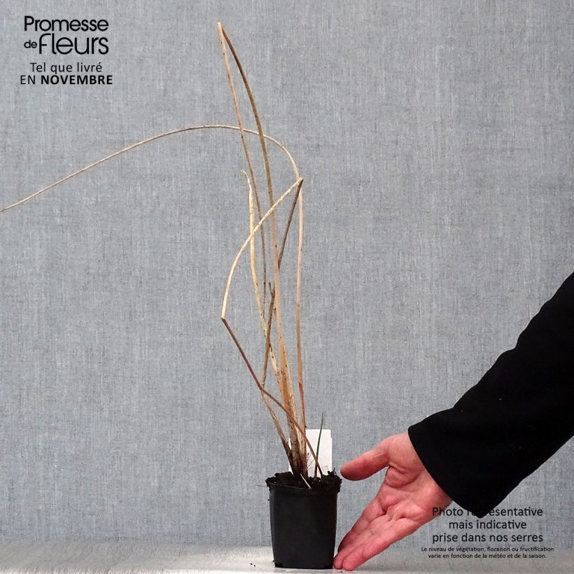 Spécimen de Schoenoplectus lacustris Albescens - Scirpe aigu panaché Godet de 8/9 cm tel que livré en automne