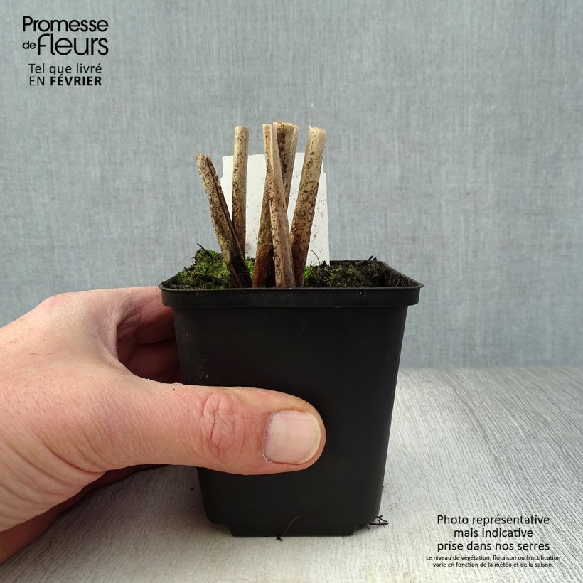 Spécimen de Schoenoplectus lacustris Albescens - Scirpe aigu panaché Godet de 8/9 cm tel que livré en hiver