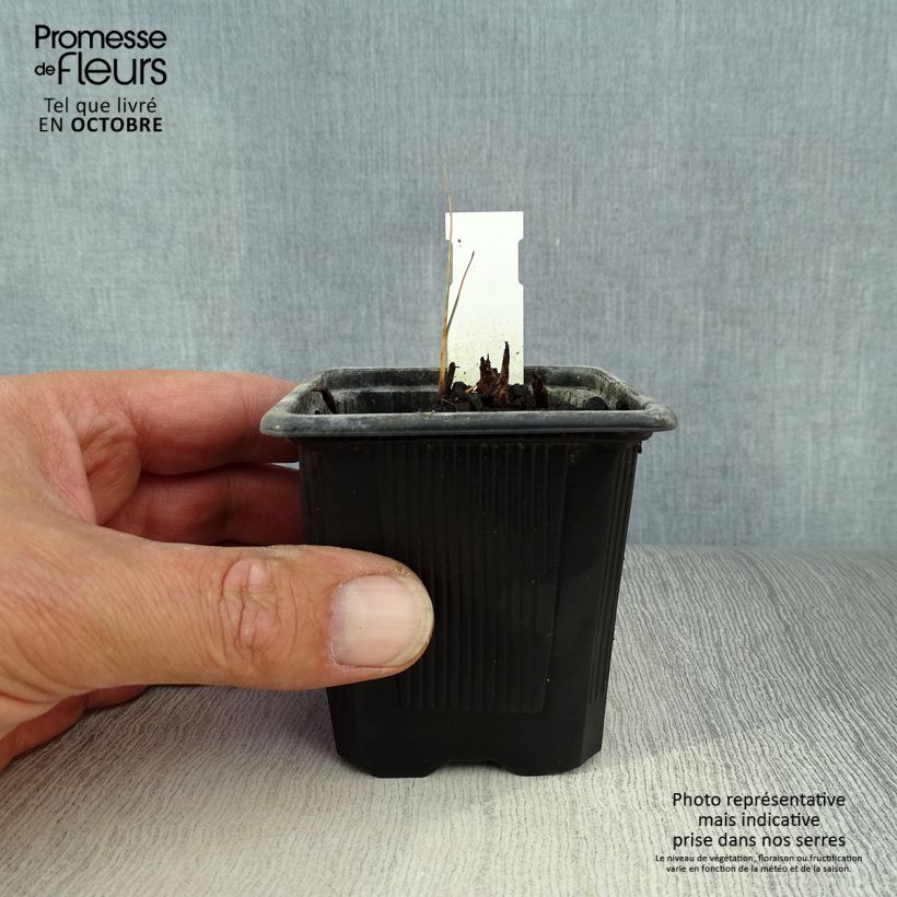 Spécimen de Schoenoplectus tabernaemontani Zebrinus - Scirpe aigu à tiges zébrées Godet de 8/9 cm tel que livré en automne