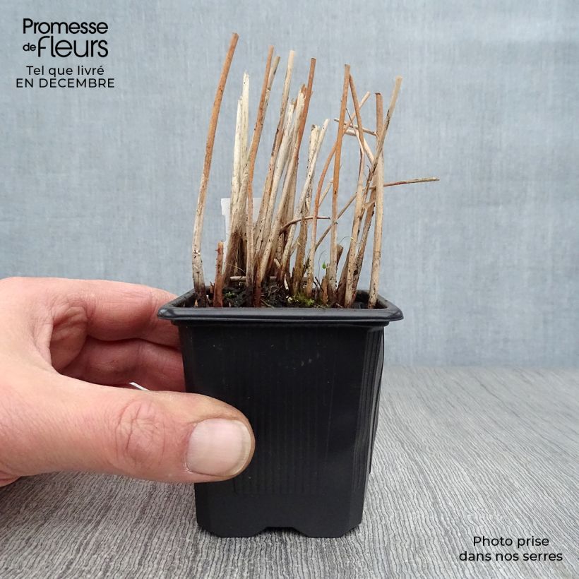 Spécimen de Schoenoplectus tabernaemontani Zebrinus - Scirpe aigu à tiges zébrées Godet de 8/9 cm tel que livré en hiver