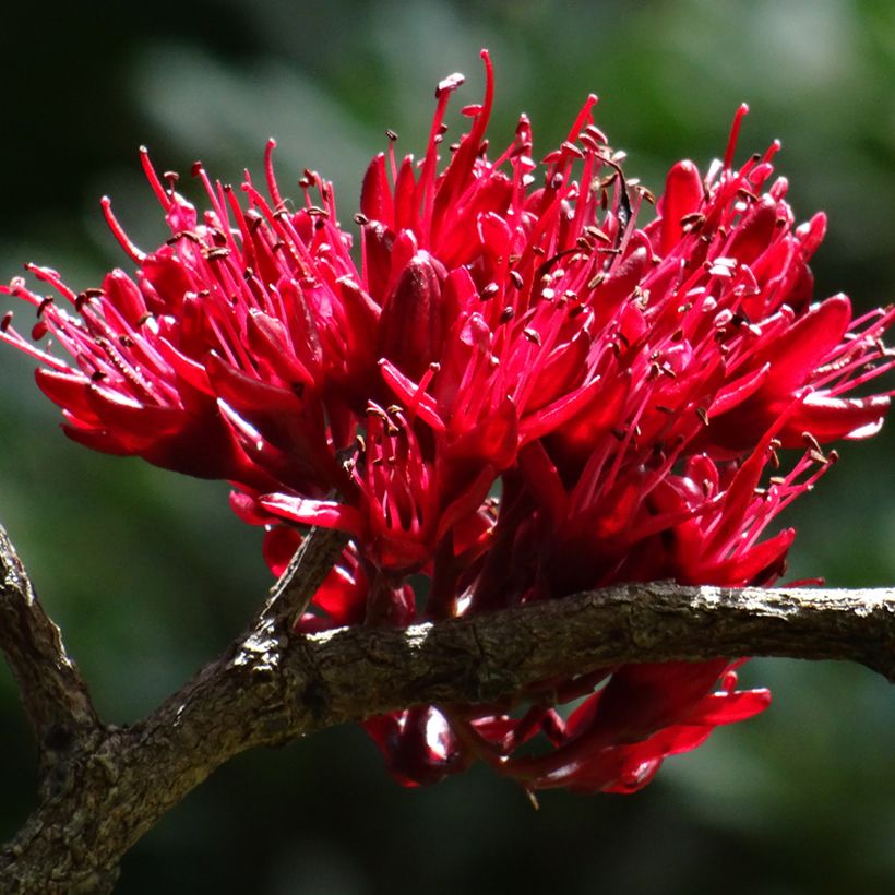 Schotia brachypetala - Haricot pleureur (Floraison)