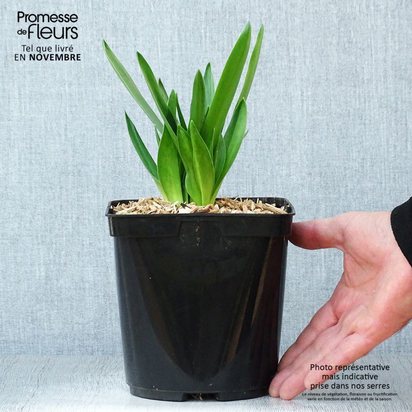 Spécimen de Scille du Pérou - Scilla peruviana Pot de 2L/3L tel que livré en automne