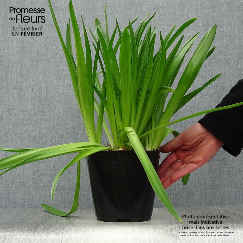 Spécimen de Scille du Pérou - Scilla peruviana Pot de 2L/3L tel que livré en hiver