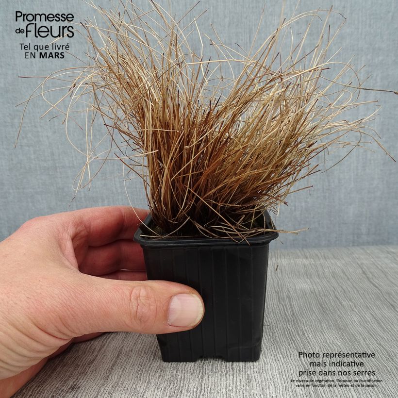 Spécimen de Scirpus cernuus - Souchet penché Godet de 7/8 cm tel que livré en hiver