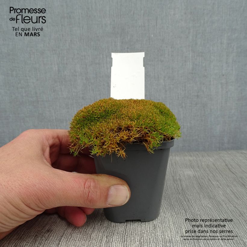 Spécimen de Scleranthus uniflorus - Scléranthe  Godet de 8/9 cm tel que livré en hiver