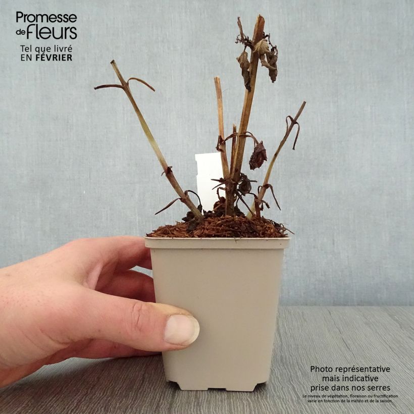 Spécimen de Scrophularia auriculata Variegata - Scrofulaire à oreillettes panachée Godet de 8/9 cm tel que livré en hiver