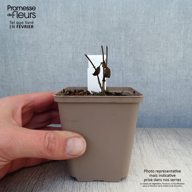 Spécimen de Scutellaria Incana, Scutellaire Godet de 8/9 cm tel que livré en hiver