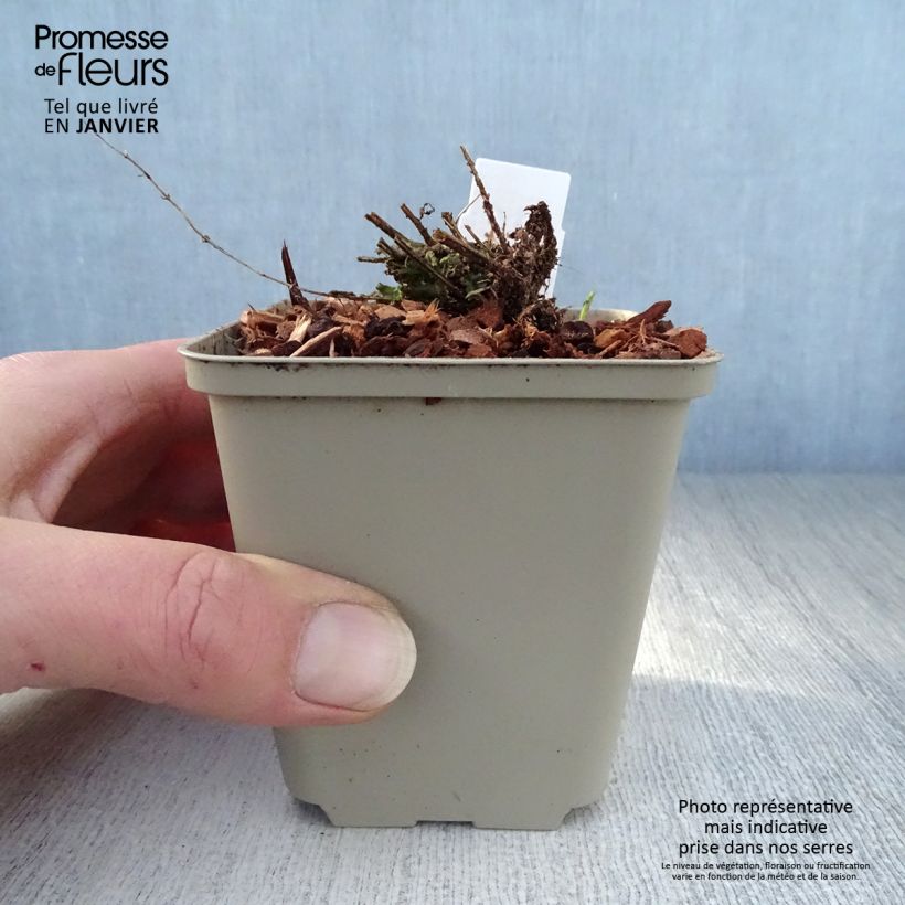 Spécimen de Scutellaria scordiifolia - Scutellaire casquée Godet de 8/9 cm tel que livré en hiver