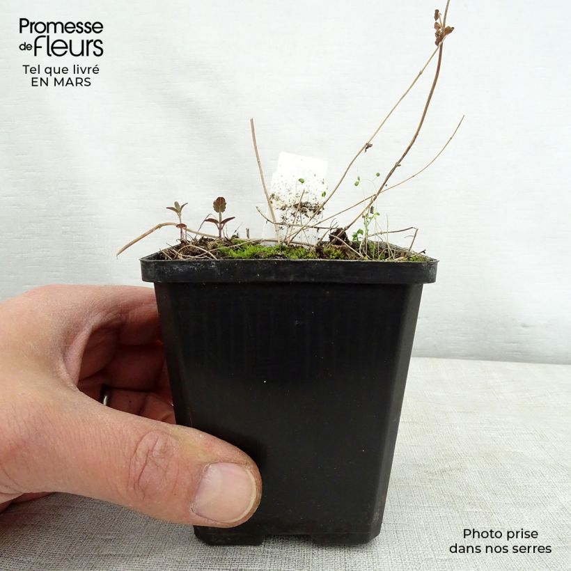 Spécimen de Scutellaria scordiifolia - Scutellaire casquée Godet de 8/9 cm tel que livré au printemps