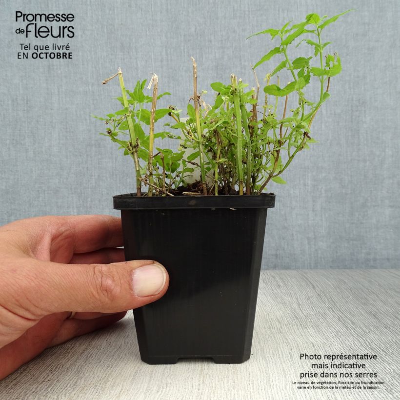 Spécimen de Scutellaria scordiifolia - Scutellaire casquée Godet de 8/9 cm tel que livré en automne