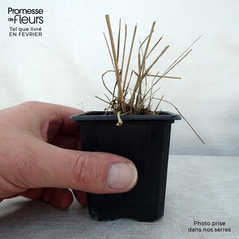 Spécimen de Scutellaria suffrutescens - Scutellaire Godet de 8/9 cm tel que livré en hiver