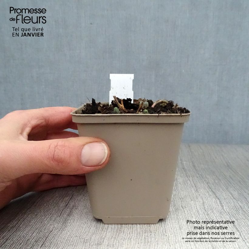Spécimen de Sedum Bertram Anderson - Orpin Godet de 8/9 cm tel que livré en hiver