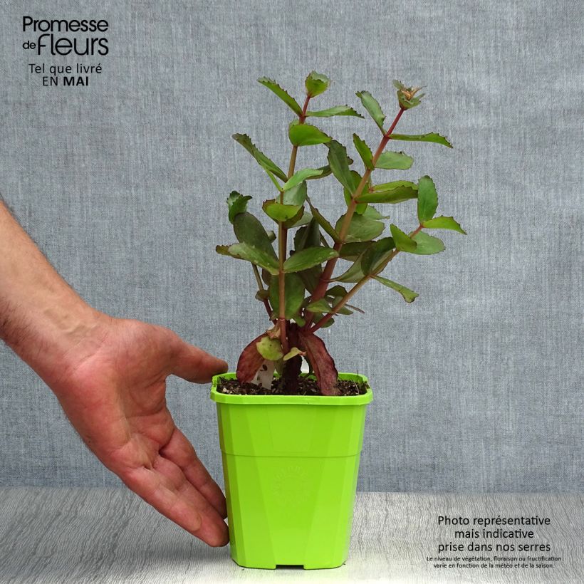 Spécimen de Sedum Black Knight  Pot de 1L/1,5L tel que livré au printemps