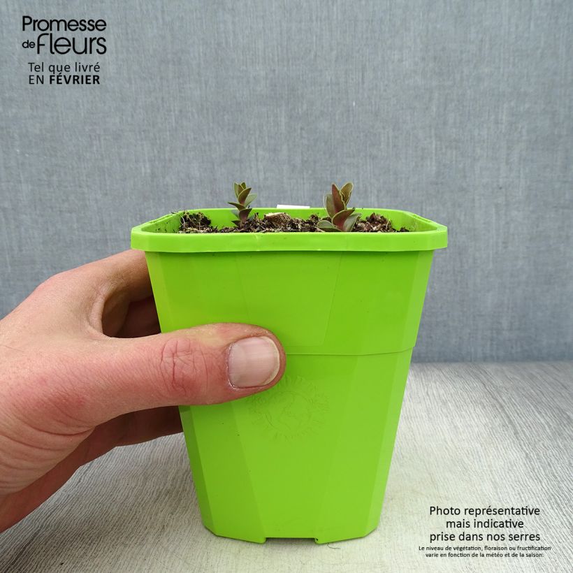 Spécimen de Sedum Black Knight  Pot de 1L/1,5L tel que livré en hiver