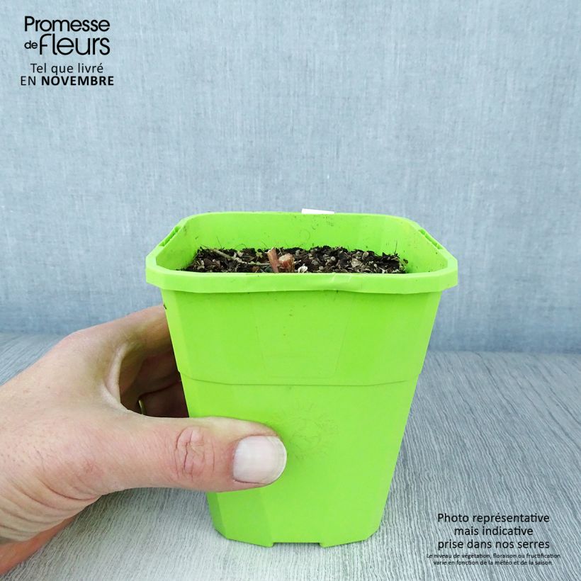Spécimen de Sedum Black Knight  Pot de 1L/1,5L tel que livré en automne