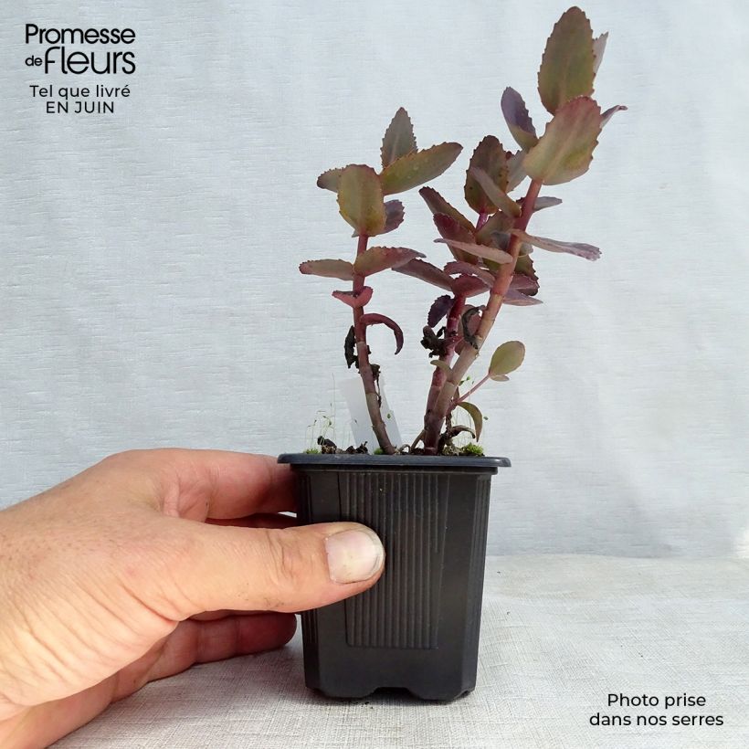 Spécimen de Sedum Chocolate Cherry - Orpin reprise Godet de 8/9 cm tel que livré en été