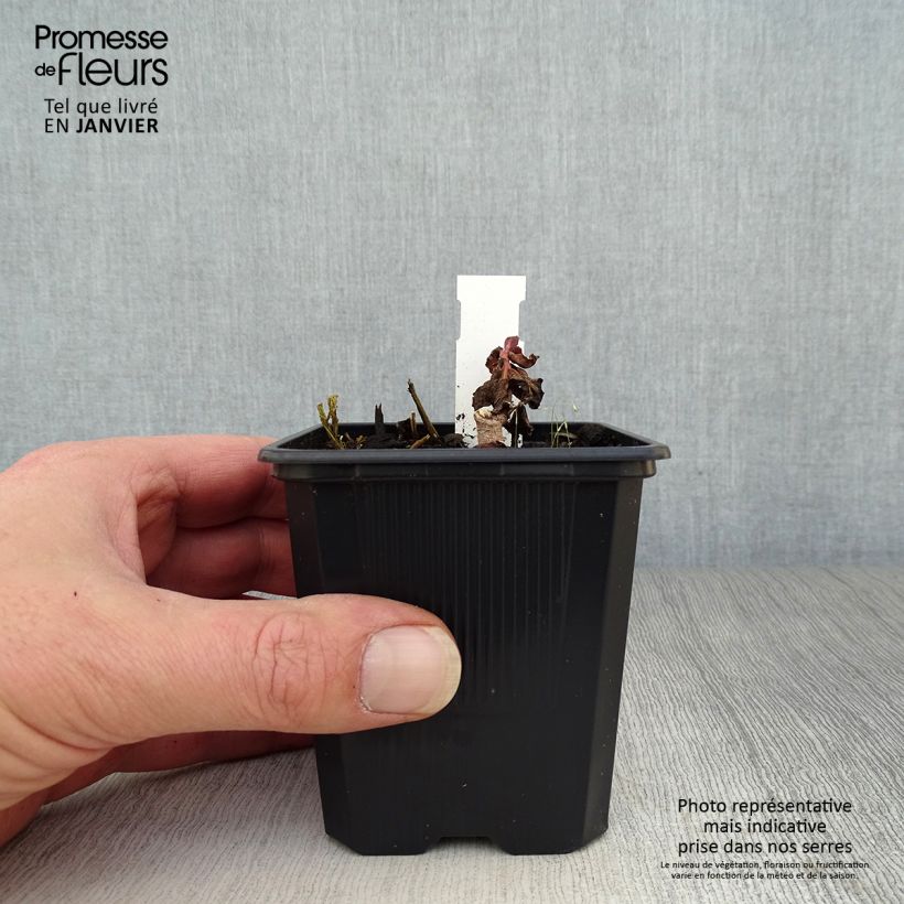 Spécimen de Sedum Dark Magic Godet de 8/9 cm tel que livré en hiver