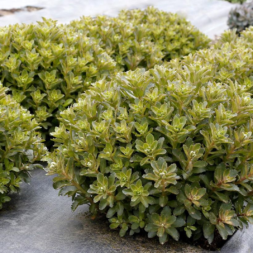 Sedum Double Martini - Orpin (Feuillage)