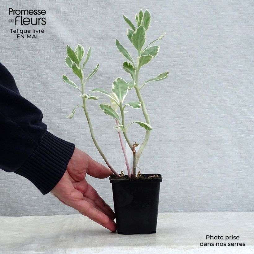 Spécimen de Sedum Frosty Morn, Orpin Godet de 8/9 cm tel que livré au printemps