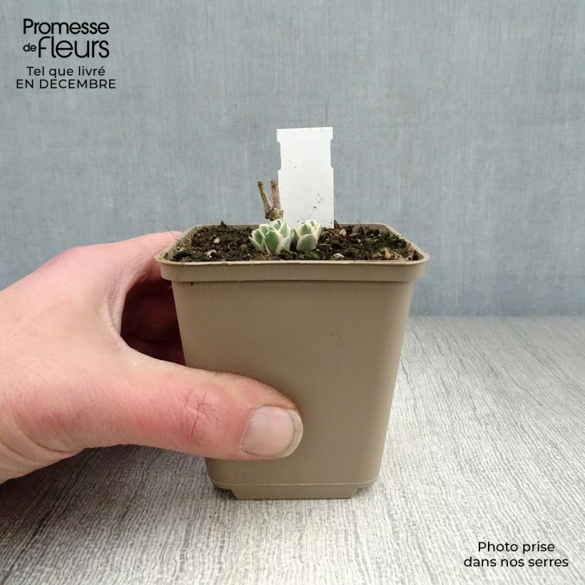 Spécimen de Sedum Frosty Morn, Orpin Godet de 8/9 cm tel que livré en hiver