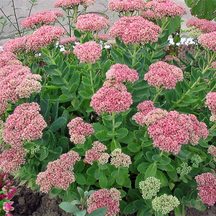 Sedum Herbstfreude (Autumn Joy) (Hábito)