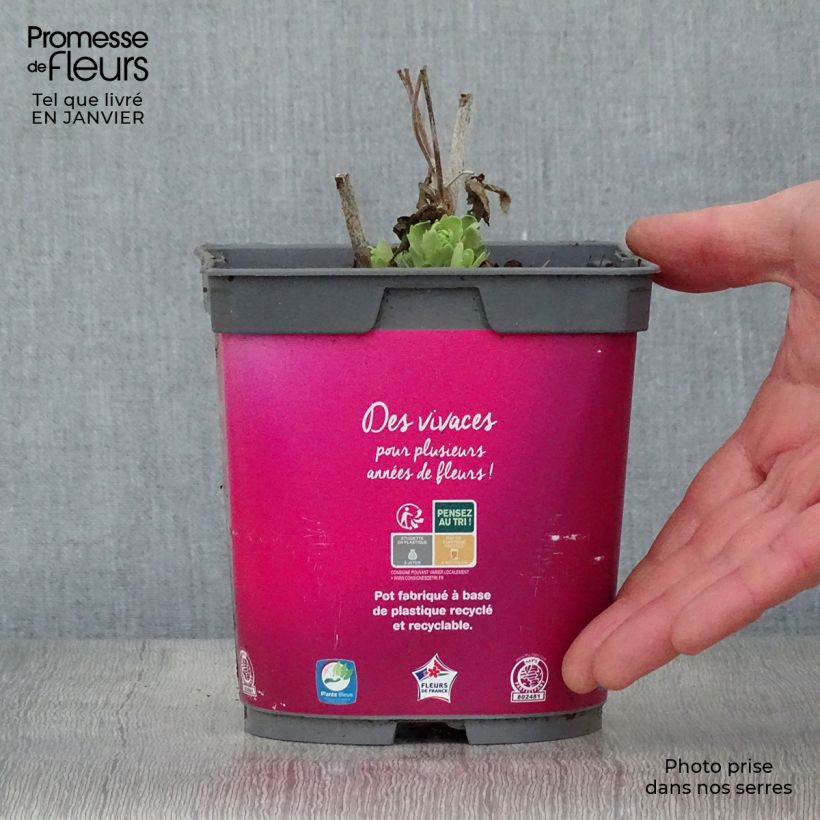 Spécimen de Sedum Herbstfreude ou Autumn Joy  Pot de 2L/3L tel que livré en hiver