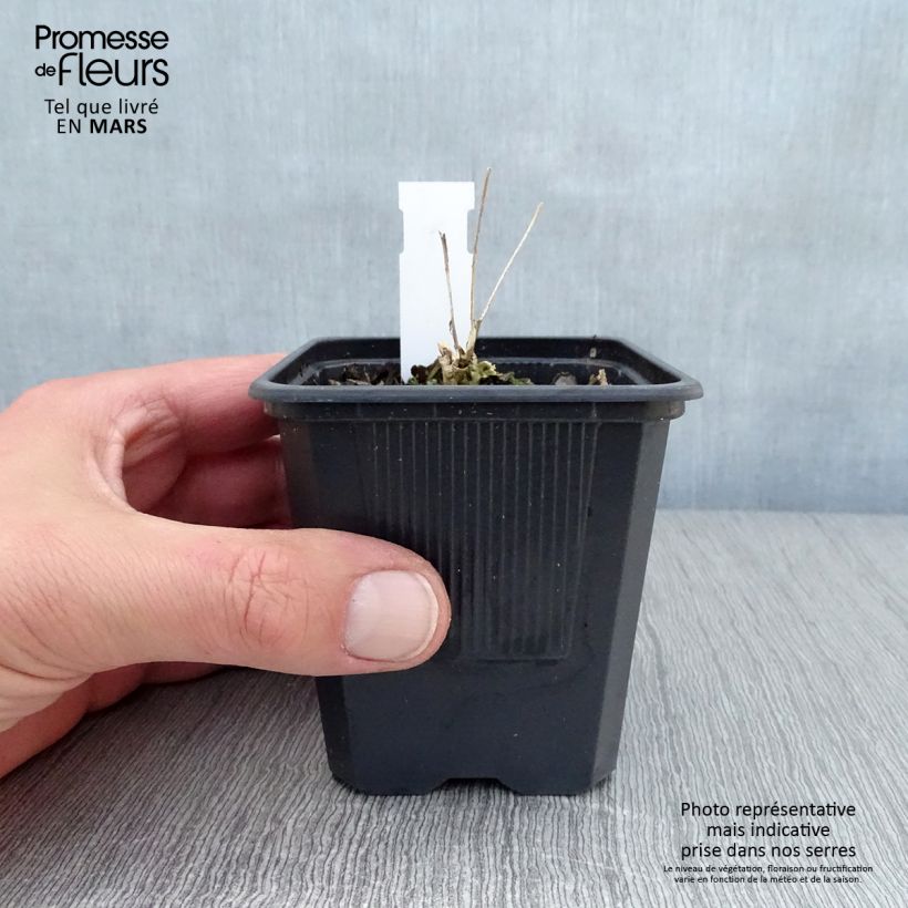 Sedum telephium Thunderhead - Autumn Stonecrop 8/9 cm pot sample as delivered in spring