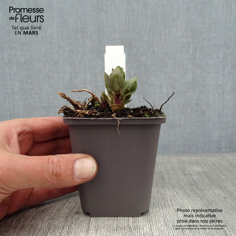 Spécimen de Sedum (Hylotelephium) Thunderhead - Orpin d'automne Godet de 8/9 cm tel que livré en hiver