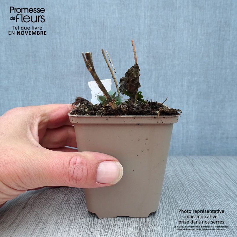 Spécimen de Sedum Jose Aubergine - Orpin Godet de 8/9 cm tel que livré en automne
