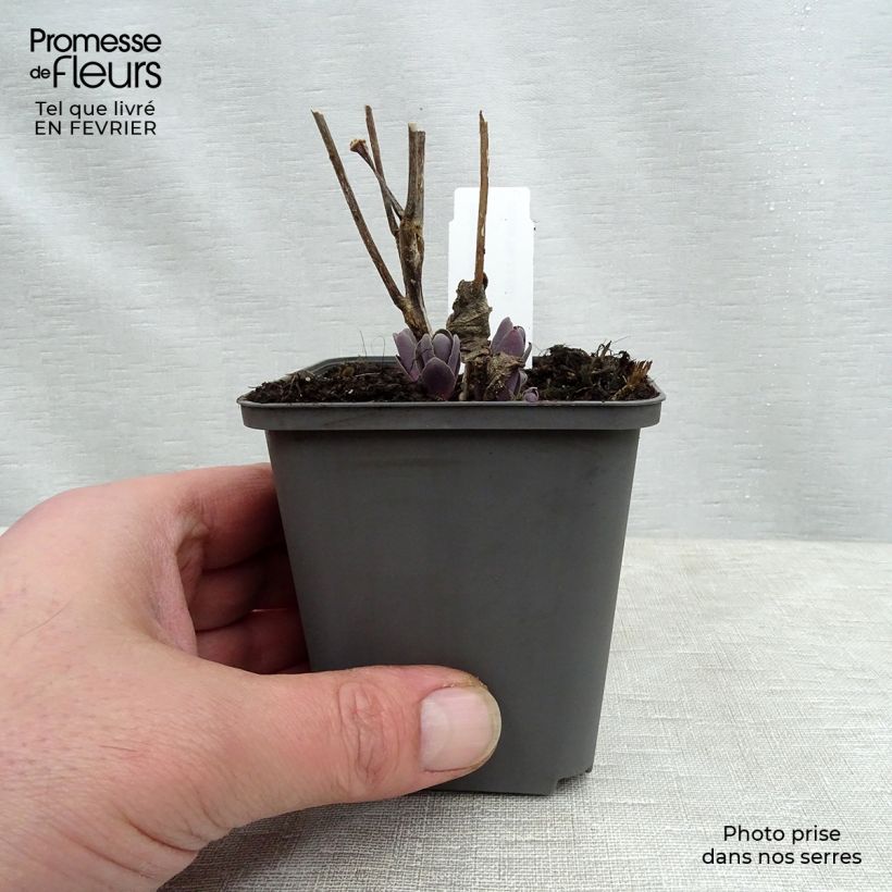 Spécimen de Sedum Jose Aubergine - Orpin Godet de 8/9 cm tel que livré en hiver