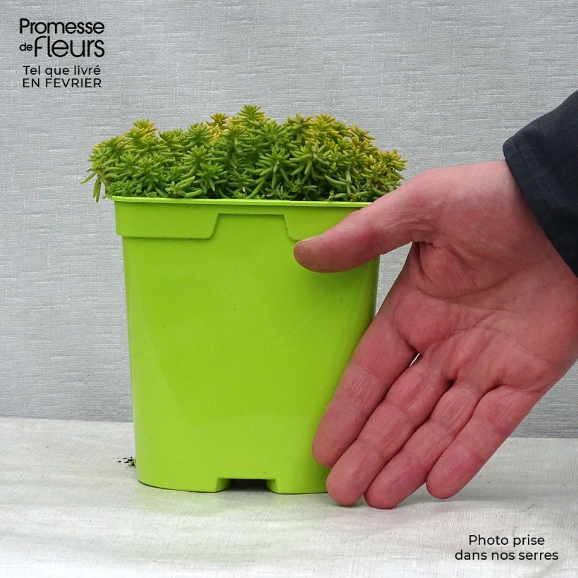 Spécimen de Sedum Lemon Ball - Orpin rampant Pot de 2L/3L tel que livré en hiver