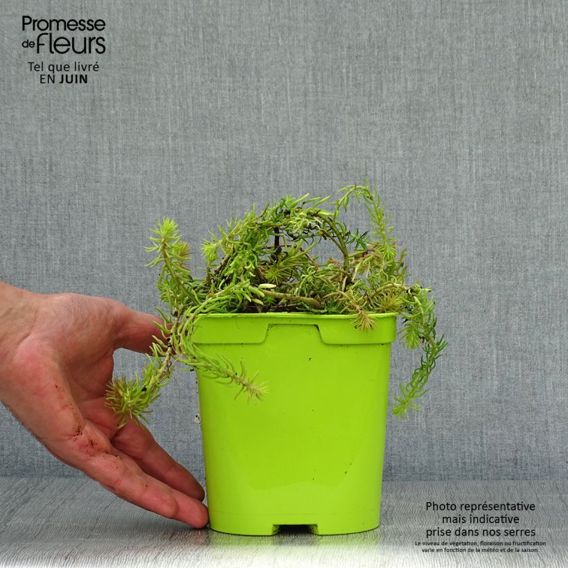 Spécimen de Sedum Lemon Ball - Orpin rampant Pot de 2L/3L tel que livré en été